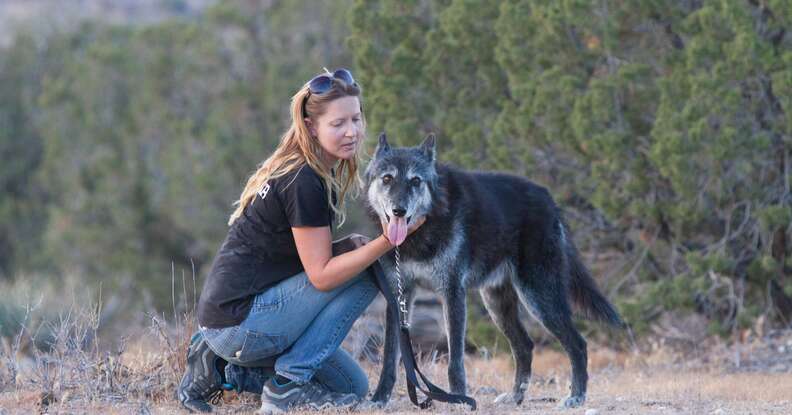 Shade the wolf dog going for a hike
