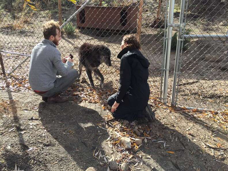 Shade's owner Ben visiting him at Wolf Connection