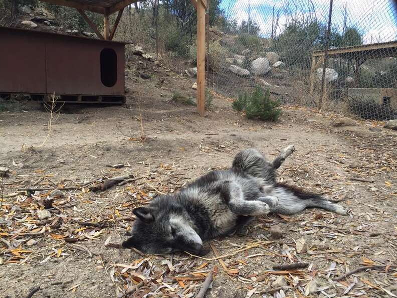 Shade the wolf dog at Wolf Connection sanctuary
