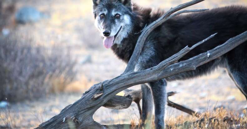 Shade the wolf dog at Wolf Connection sanctuary