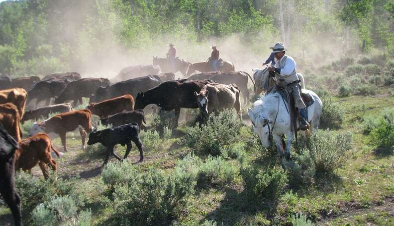 The Media Adores Ranchers. Here’s Why They Shouldn’t. - The Dodo