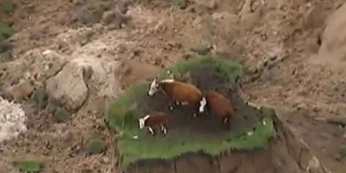 Family Of Cows Stranded On Grassy 'Island' After Earthquake The Dodo