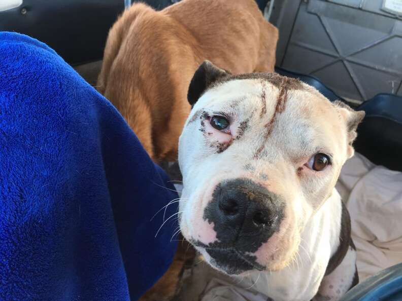 Dog Being Flown To Safety Just Wants To Snuggle With The Pilot - The Dodo