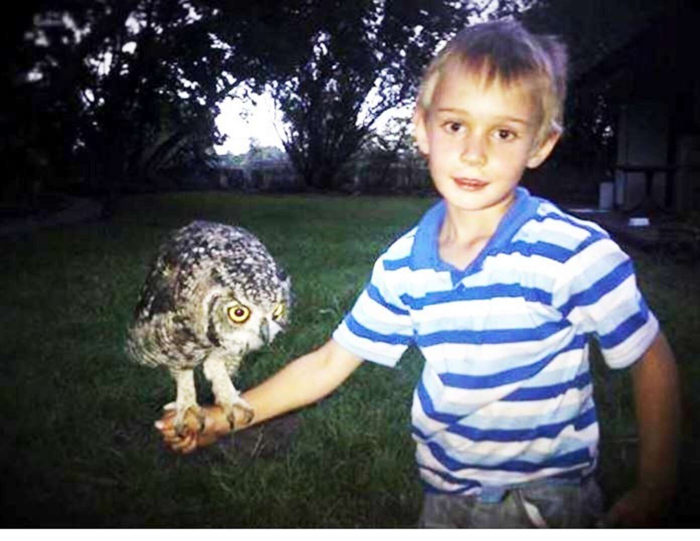 Family Finally Convinces Owl That He's Not A Person - The Dodo