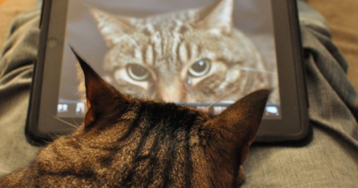 12 Smartphone Apps Every Animal Lover Should Have - The Dodo