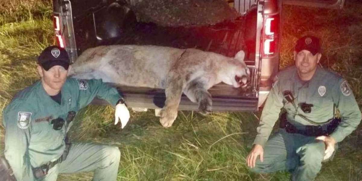 Officers Pose In 'Trophy' Photo After Killing Rare Mountain Lion - The Dodo