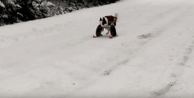 Собака падает с горы. Горка для собак. Собака кувырком с горы. Собака кувыркается с горы. Собака с горы кувырком.