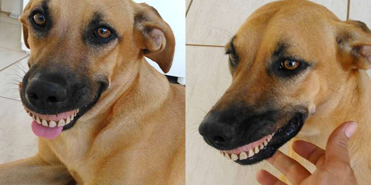 do dog dentures exist