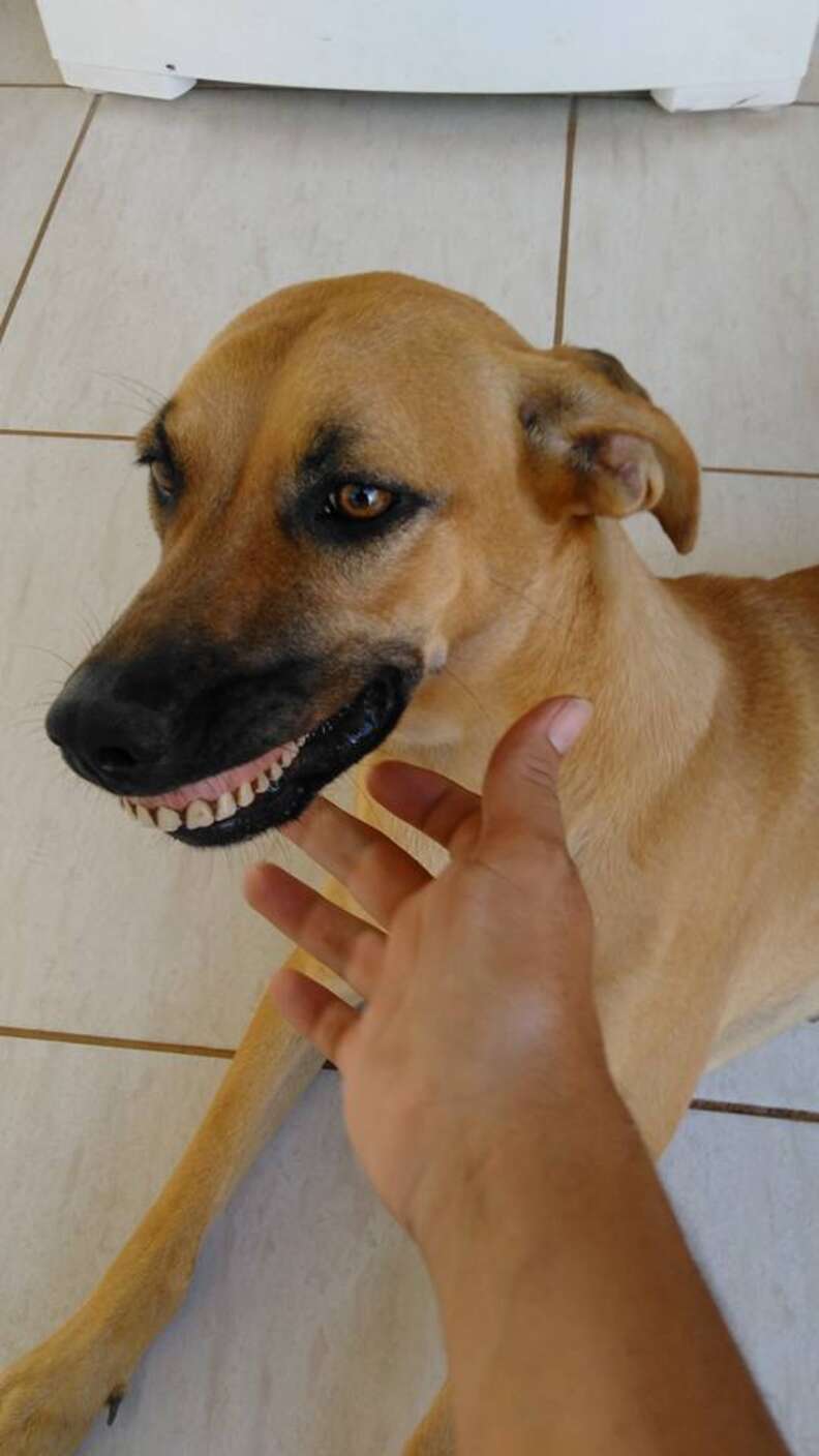 do dog dentures exist