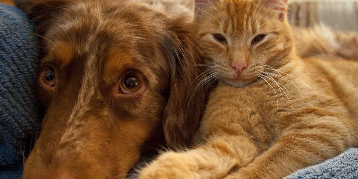 16 Cats And Dogs Who Look Like They Could Be Siblings The Dodo