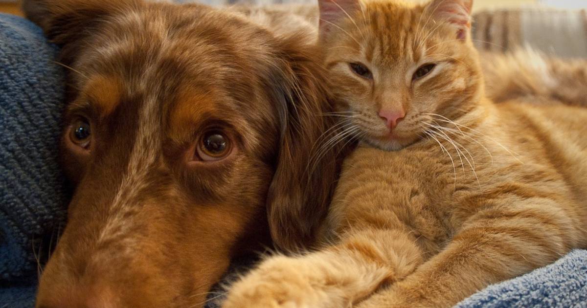 Dog breeds that look best sale like cats