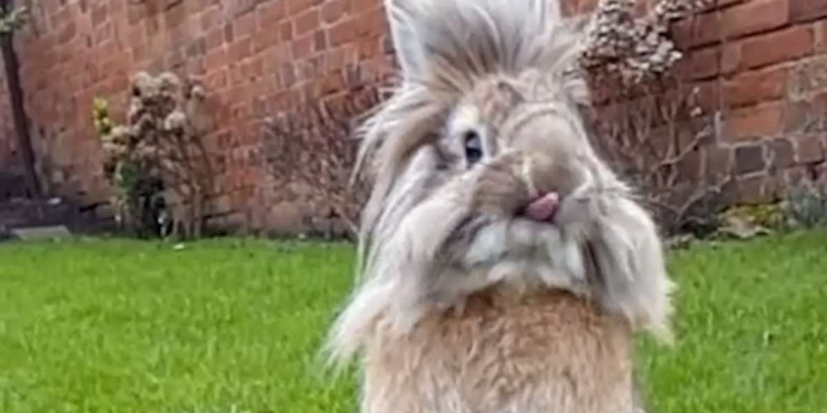 Little Rabbit Has A HUGE Personality - The Dodo