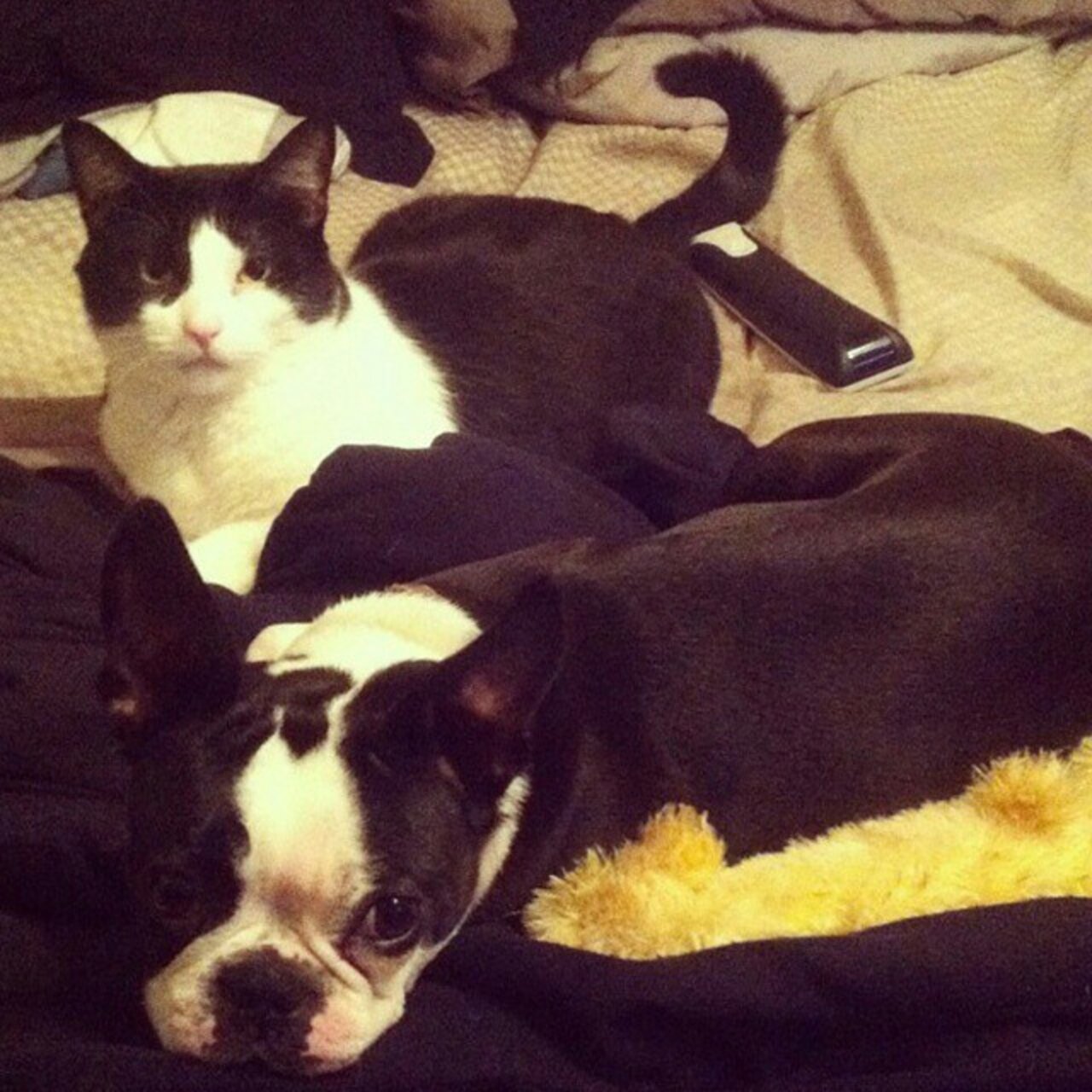 16 Cats And Dogs Who Look Like They Could Be Siblings The Dodo