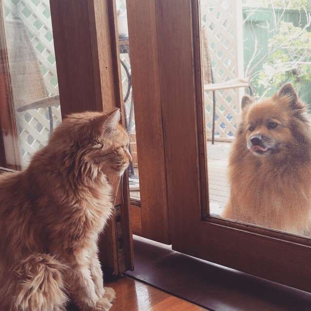 are pomeranian and cats good friends