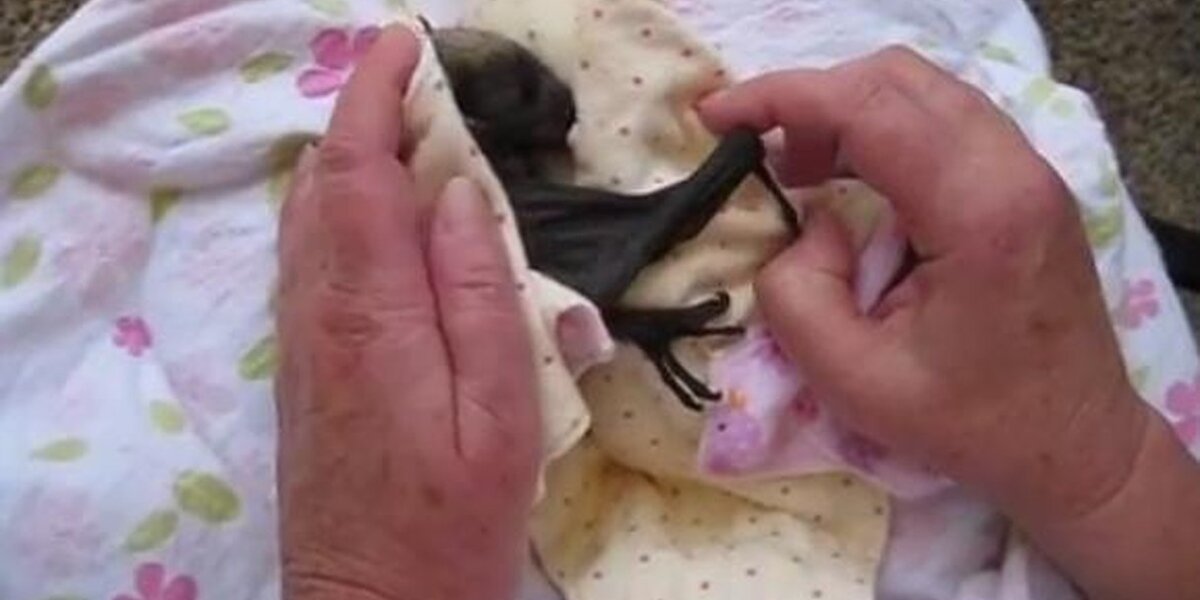 Snuggled Bat Baby Rescue Bat Loves Her Special Snuggie - The Dodo