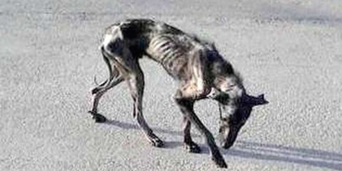Dog Given A Home To Die In But He Decides To Live Instead - The Dodo