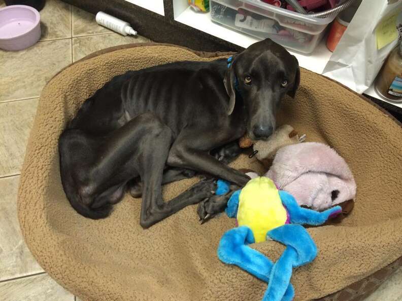 Dog Who Tried Surviving On Sticks And Stones Makes Dramatic Transformation - The Dodo