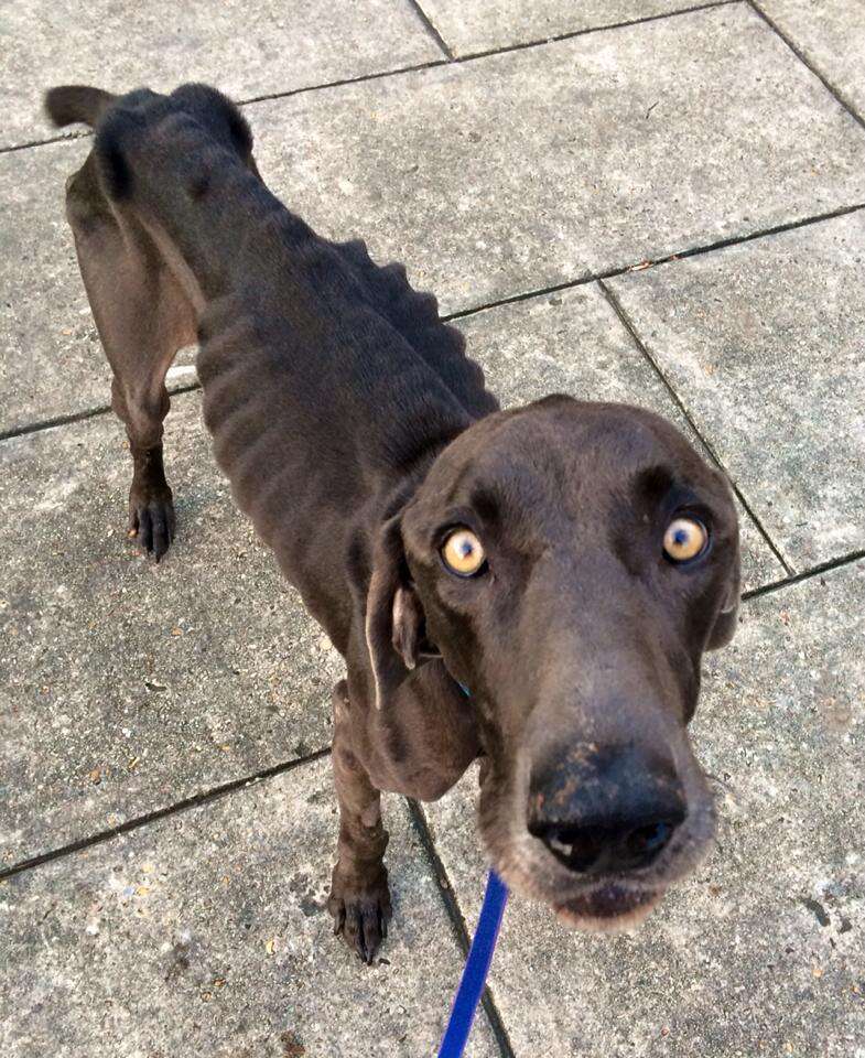 Dog Who Tried Surviving On Sticks And Stones Makes Dramatic Transformation - The Dodo