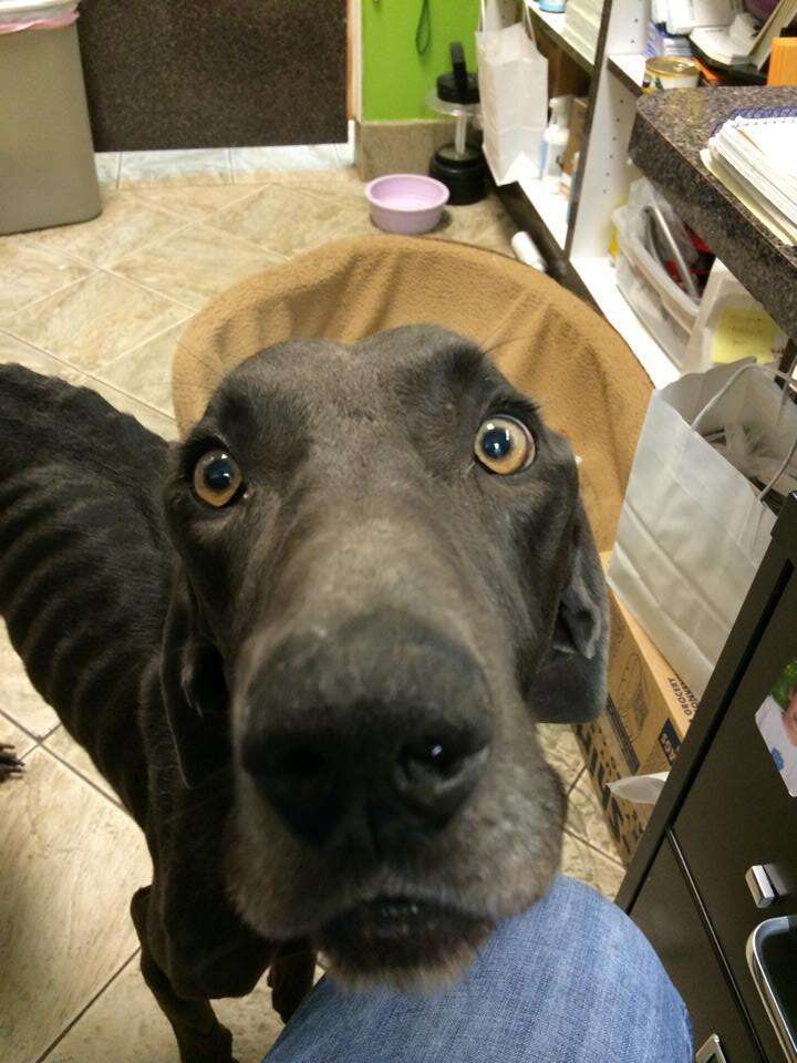 Dog Who Tried Surviving On Sticks And Stones Makes Dramatic Transformation - The Dodo