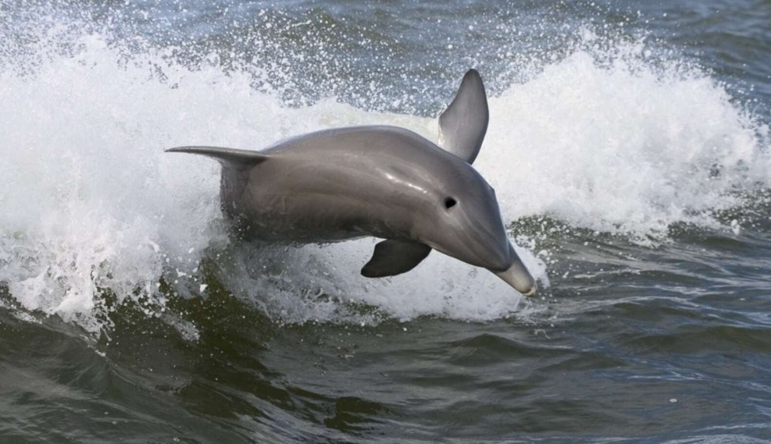 Плавник дельфина