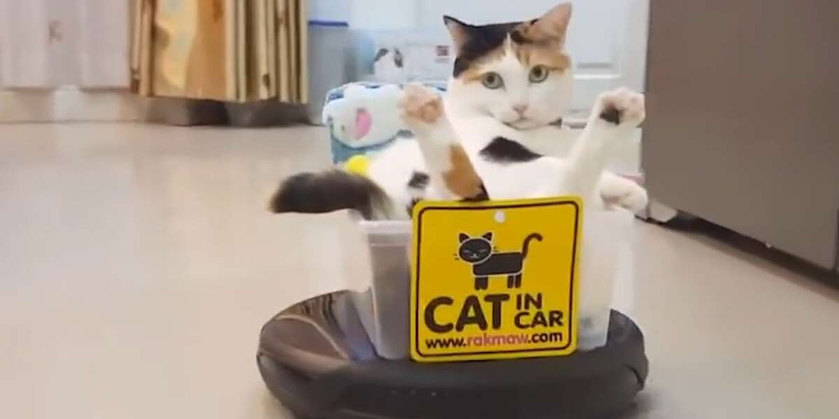 Cat Rides Around On A Roomba The Dodo