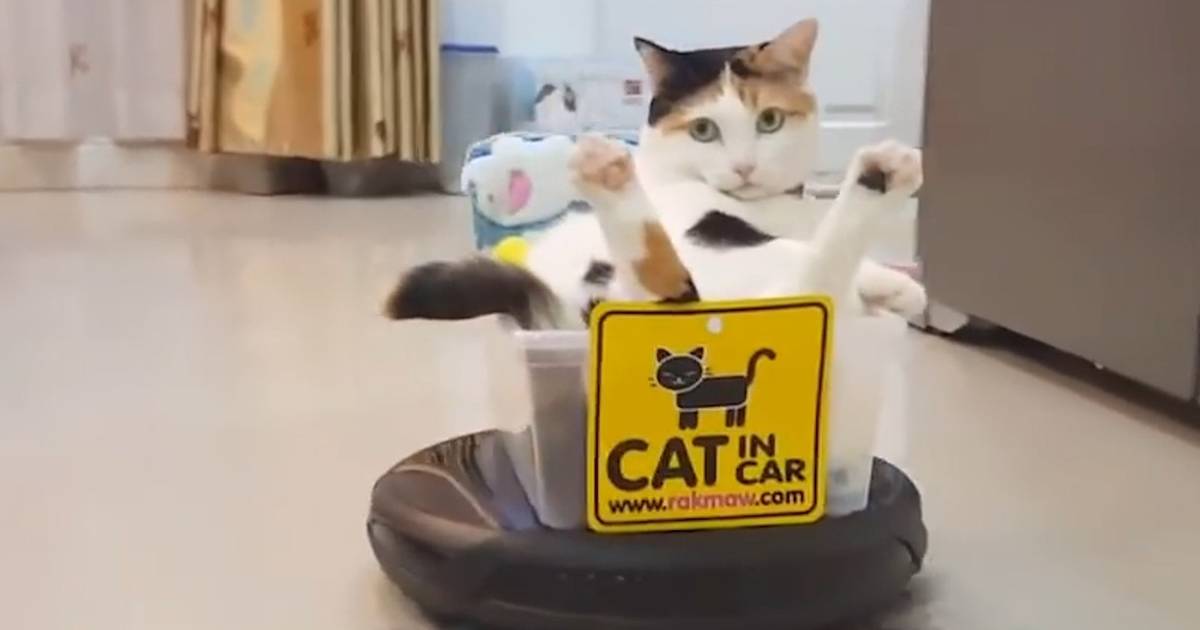 Cat Rides Around On A Roomba - Dodo