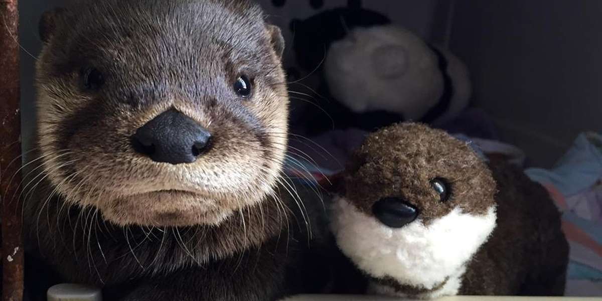 otter with stuffed animal