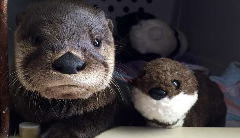 Baby otter stuffed store animal