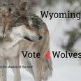 How should Wyoming's wolf population be managed~certainly not by the state