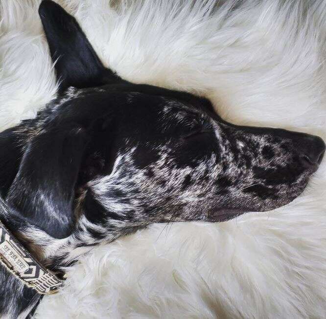 bored dog couch
