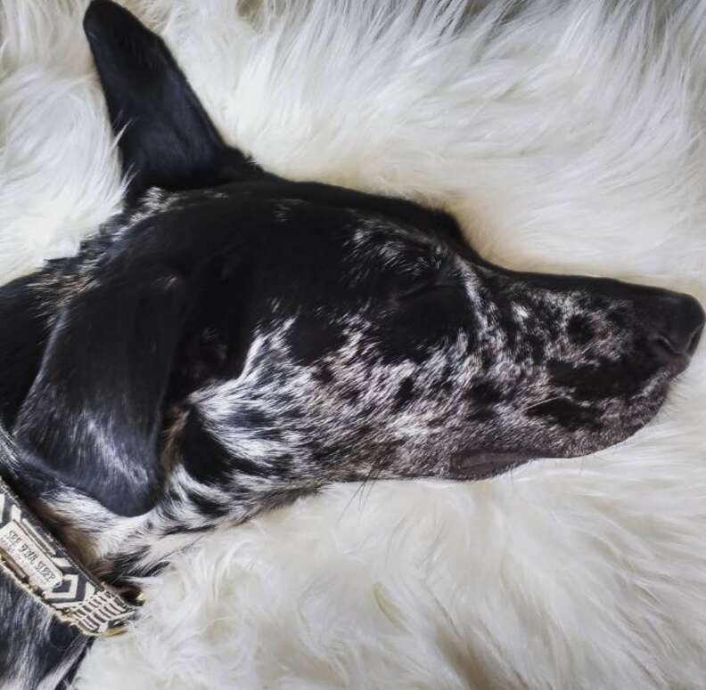 Is My Dog Bored or Tired? – PureWow