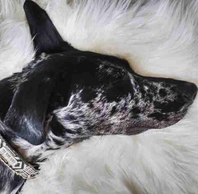 Dog Bored? How To Tell - The Dodo Dog Bored? How To Tell - The Dodo
