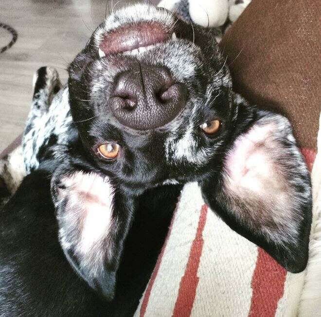 bored dog couch
