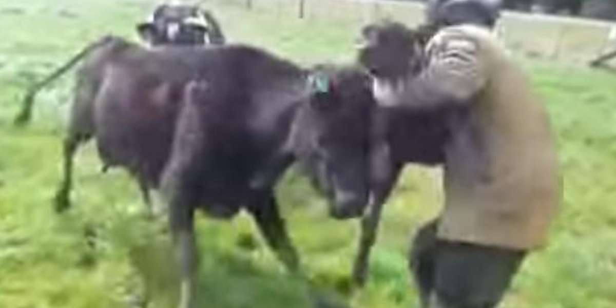 Fiercely Loyal Cow Protects Friend's Baby From Dairy Farmer - The Dodo