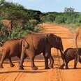 Win A Safari Getaway To See African Animals In The Wild