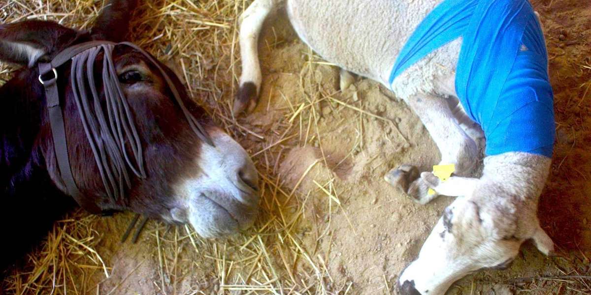 Wounded Sheep Doesn't Trust Anyone, Except Her Donkey - The Dodo