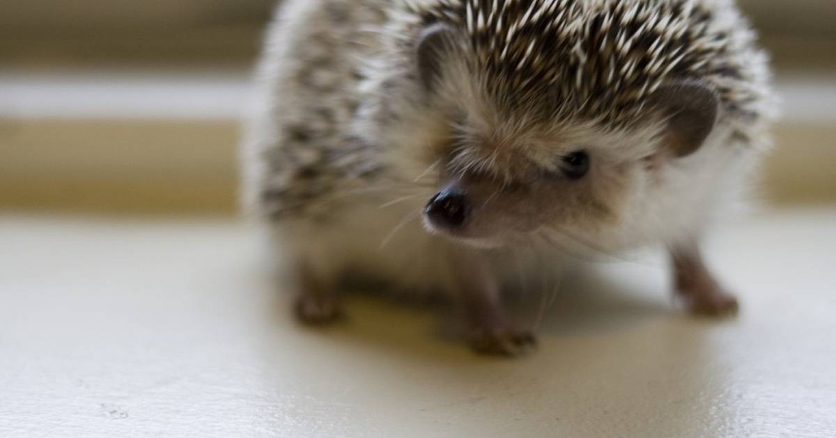 are hedgehogs bad for dogs