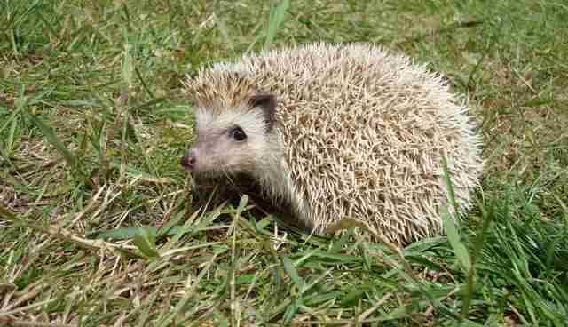 10 Things Sega Got Wrong About Hedgehogs - The Dodo