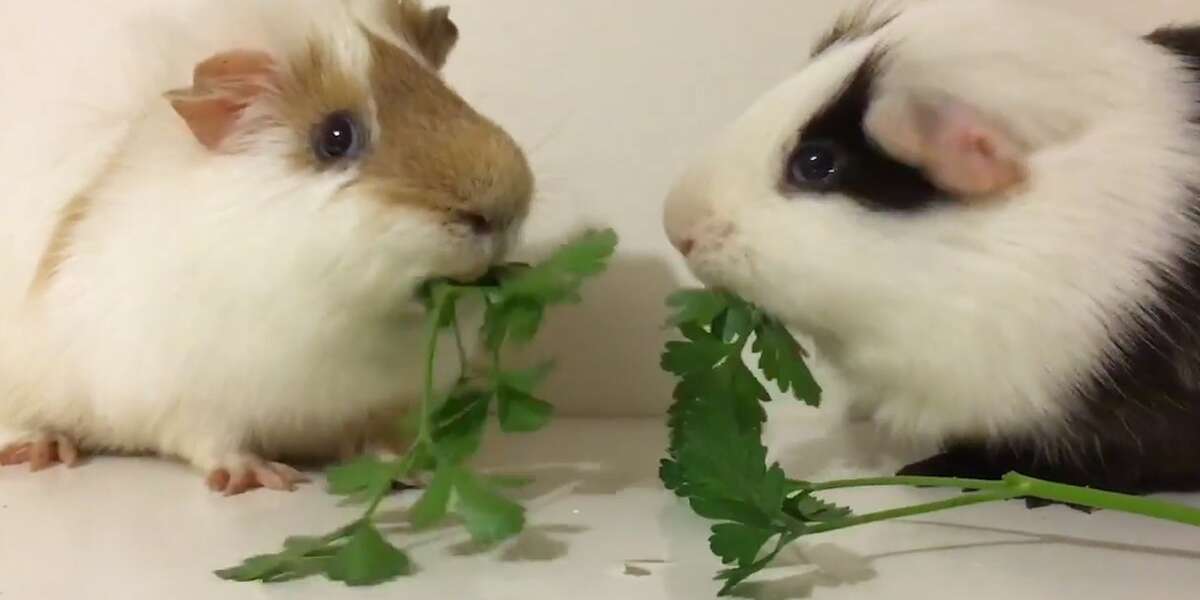 Guinea Pigs LOVE To Eat Their Dinner Together The Dodo