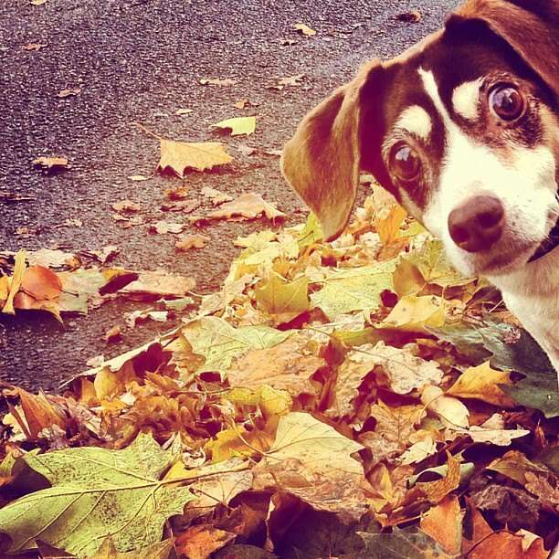 14 Reasons To Be Stoked For Fall, As Demonstrated By Pets - The Dodo