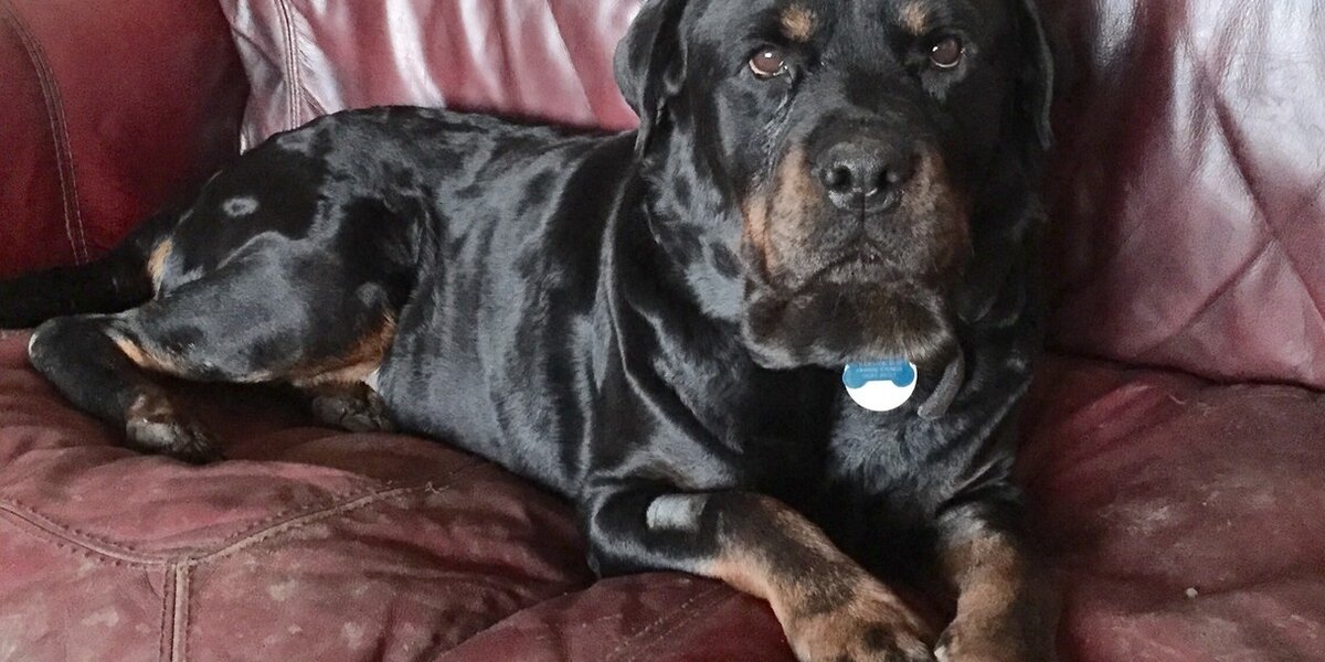 Kizzie The Rottweiler - The Dodo