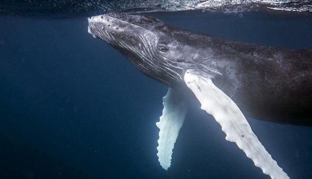 How Whale Watching Can Be Dangerous -- And Deadly -- For Whales - The Dodo