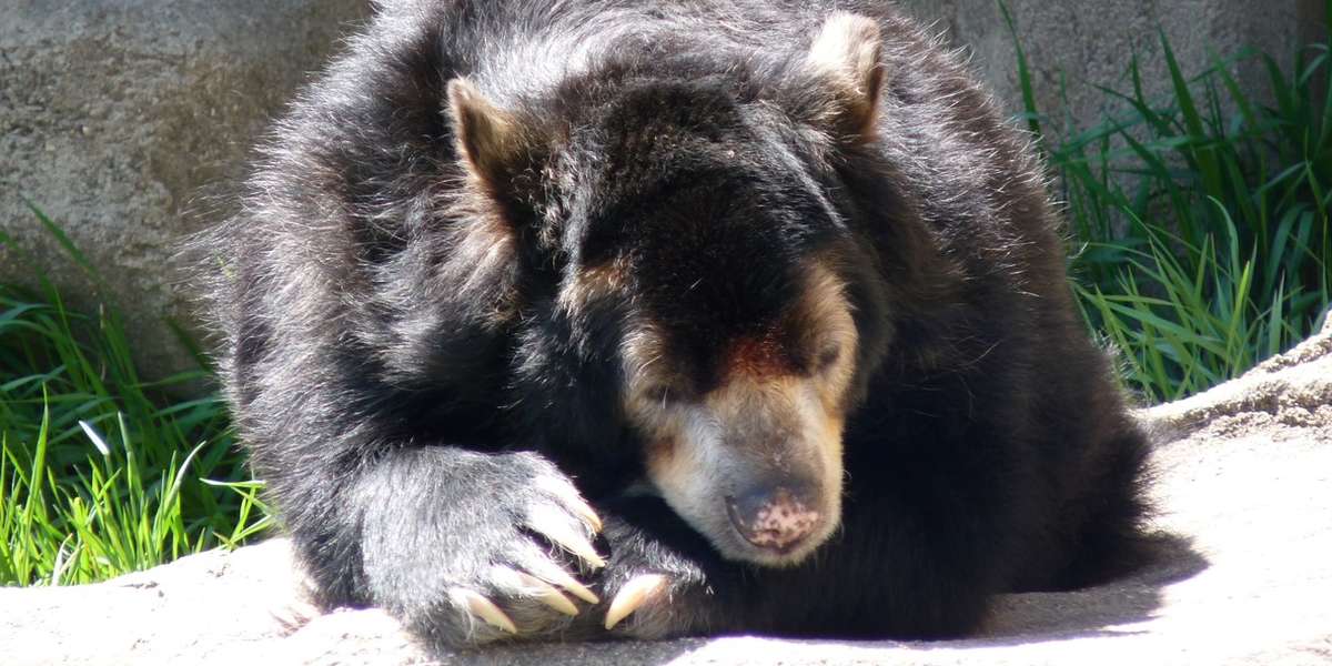 Can Zoos Still Be A Good Place For Animals? The Dodo