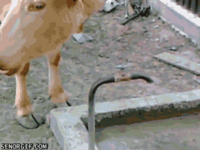 are cows as smart as dogs