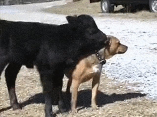 are dogs or cows smarter