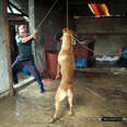 Corée de Sud : Arrétez de tuer des chiens! (S. Korea : Stop Killing Dogs!)