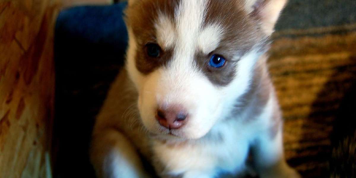 Abandoned Puppy Finds New Home With The Sheriff's Deputy Who Rescued ...