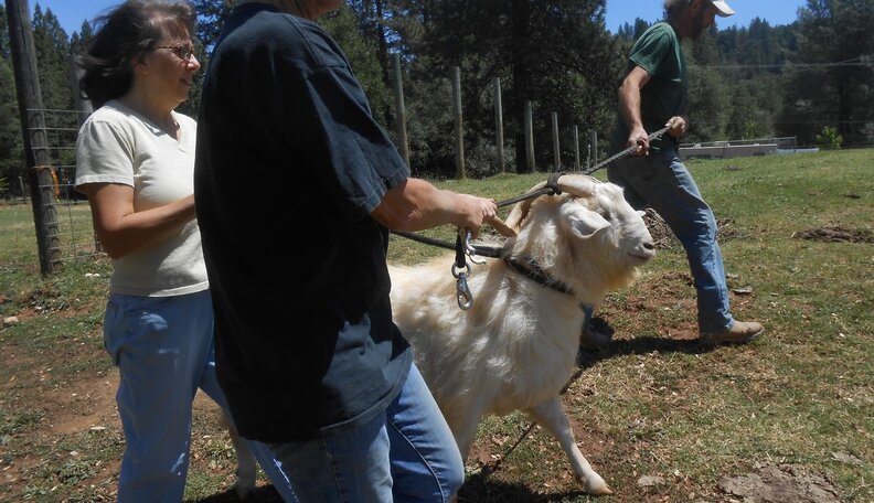 Dying Goat Helps Abused Rescue Friend Feel Welcome At Sanctuary - The Dodo