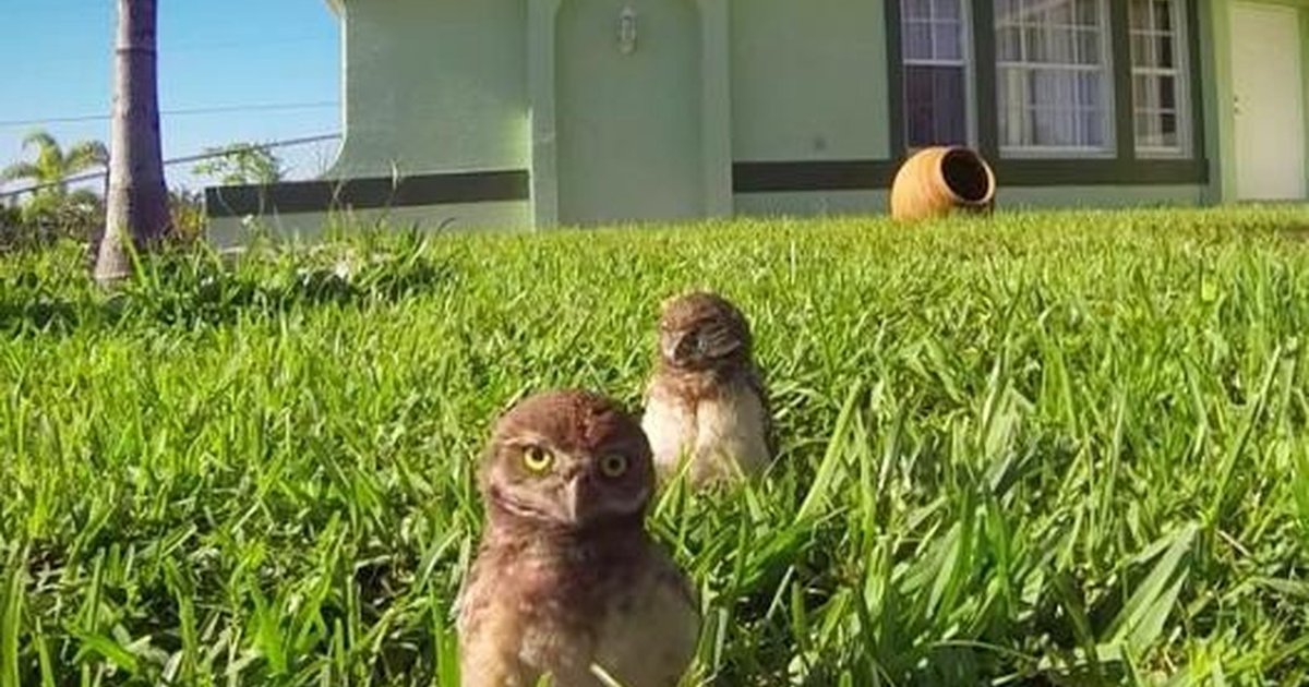 Owls Take Over Lawn To Throw A Dance Party The Dodo