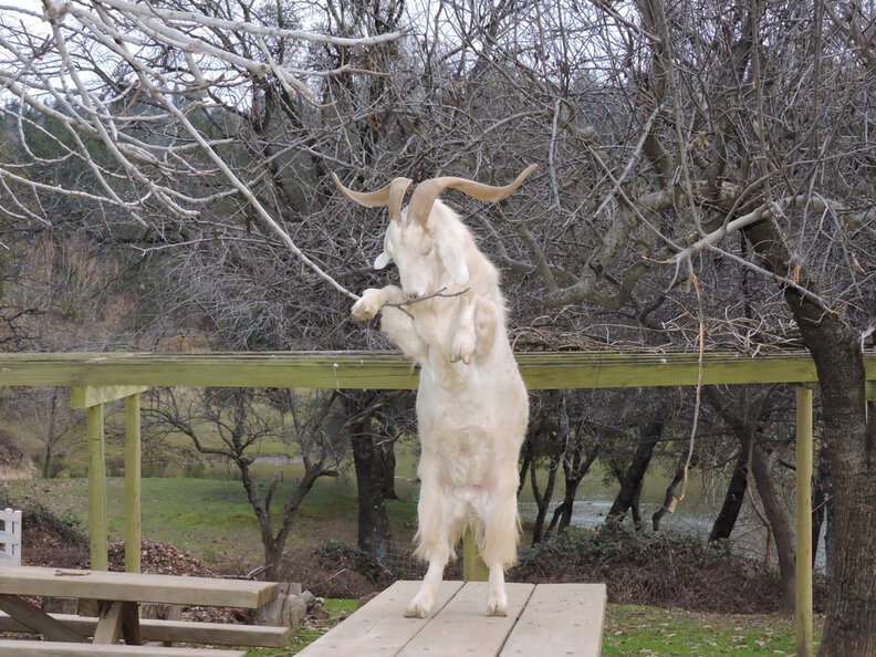 Dying Goat Helps Abused Rescue Friend Feel Welcome At Sanctuary - The Dodo